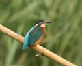 Alcedo atthis